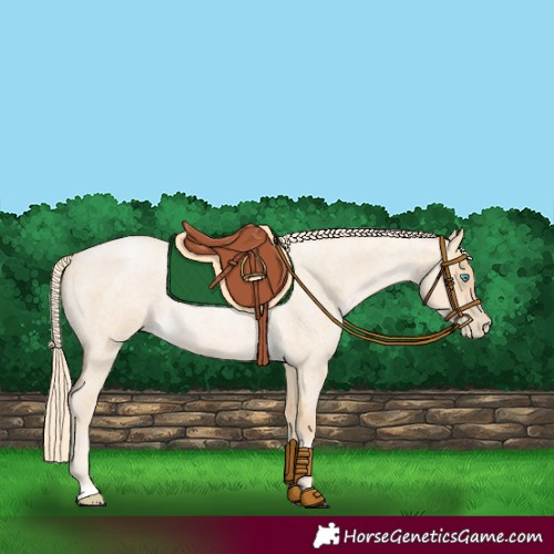 Horse Color:Palomino Roan Pearl Dun 