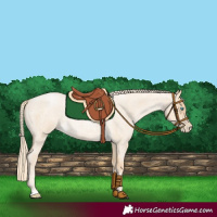 Horse Color:Palomino Roan Pearl Dun 