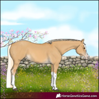 Horse Color:Palomino Dun Splash 