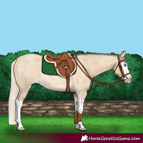 Horse Color:Palomino Roan Dun Splash Rabicano
