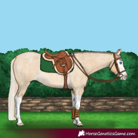 Horse Color:Palomino Roan Dun Splash Rabicano 