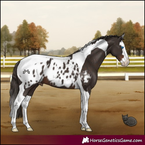 Horse Color:Liver Chestnut Splash Tobiano Appaloosa 
