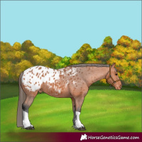 Horse Color:Bay Tobiano Appaloosa 