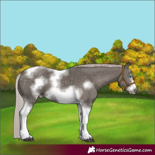 Horse Color:Silver Black Tobiano Frame 