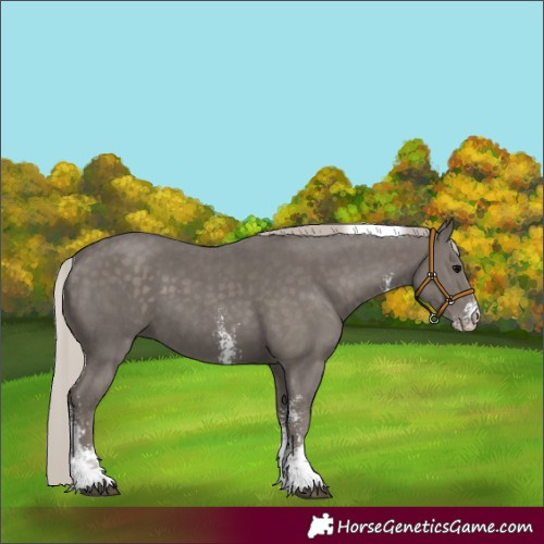 Horse Color:Silver Black Sabino Tobiano 