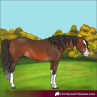 Horse Color:Bay Splash