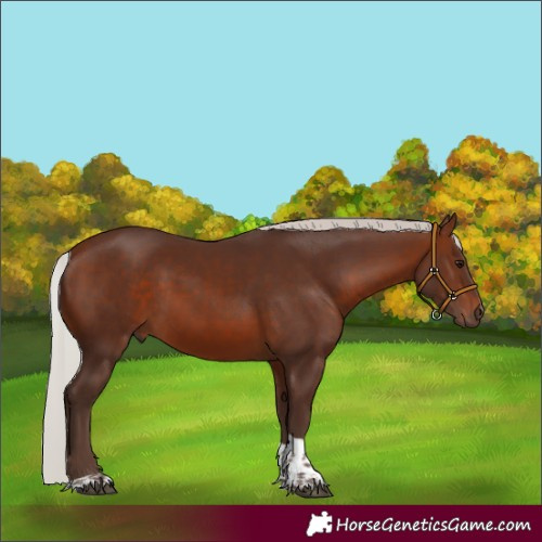 Horse Color:Silver Brown Tobiano 