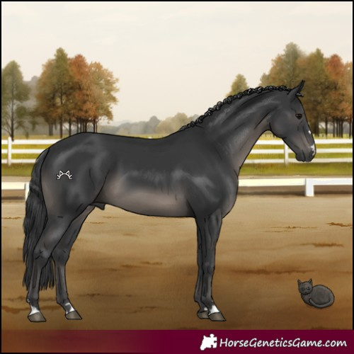 Horse Color:Black 