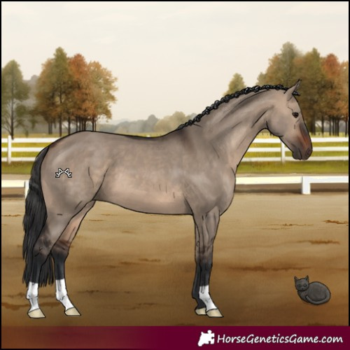 Horse Color:Brown Dun 