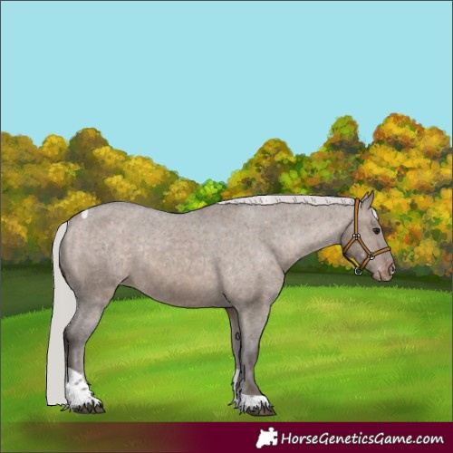 Horse Color:Silver Brown Dun Tobiano Appaloosa