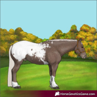 Horse Color:Silver Black Tobiano Appaloosa Rabicano