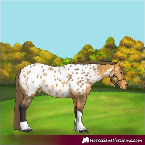 Horse Color:Buckskin Tobiano Appaloosa 