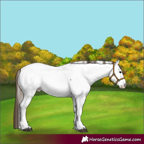 Horse Color:Buckskin Appaloosa 