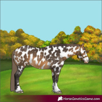 Horse Color:Buckskin Appaloosa