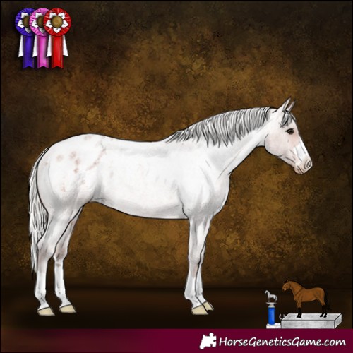Horse Color:Silver Bay Roan Appaloosa Rabicano 