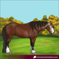 Horse Color:Gray Bay 