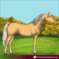 Horse Color:Palomino 