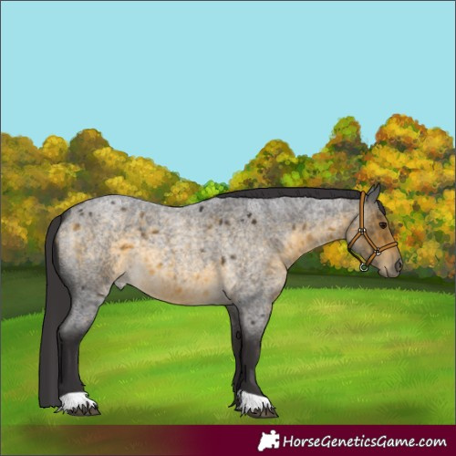 Horse Color:Buckskin Roan 