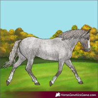 Horse Color:Silver Blue Roan Sabino 