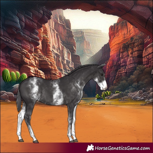 Horse Color:White Spotted Smoky Black Rabicano 