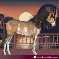Horse Color:Buckskin Sabino Rabicano 