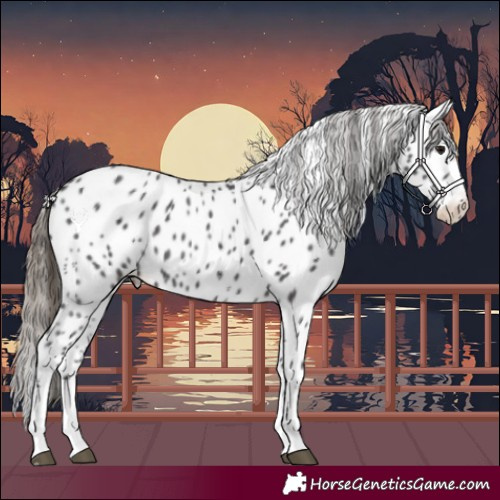 Horse Color:Smoky Black Sabino Appaloosa