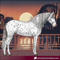 Horse Color:Smoky Black Sabino Appaloosa 