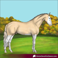 Horse Color:Gold Cream Champagne Dun Splash 