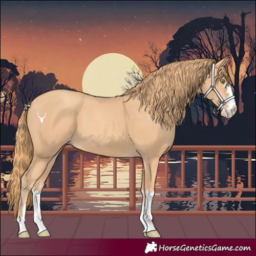Horse Color:Gold Champagne 