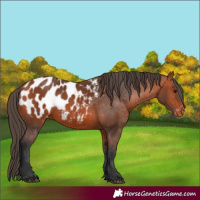 Horse Color:Bay Appaloosa 