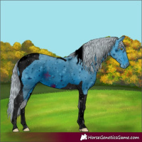 Horse Color:ERROR: UNKNOWN ANOMALY