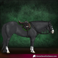 Horse Color:Black 