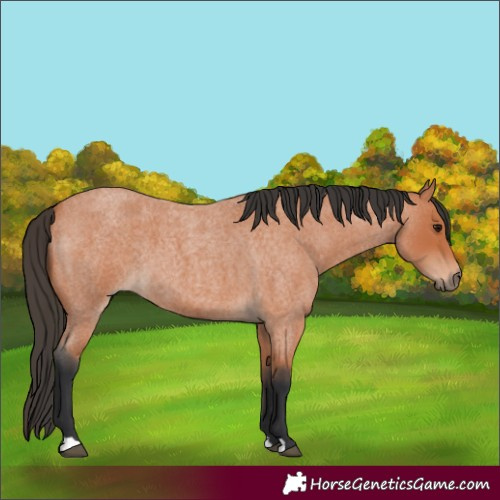 Horse Color:Bay Roan 