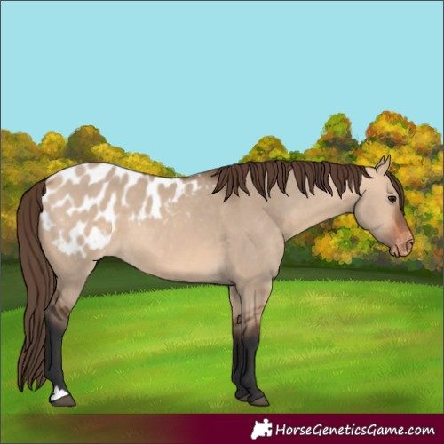 Horse Color:Bay Dun Appaloosa 