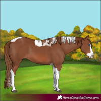 Horse Color:Chestnut Splash Tobiano