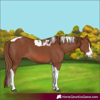 Horse Color:Chestnut Splash Tobiano 