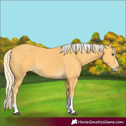 Horse Color:Palomino Splash Tobiano 