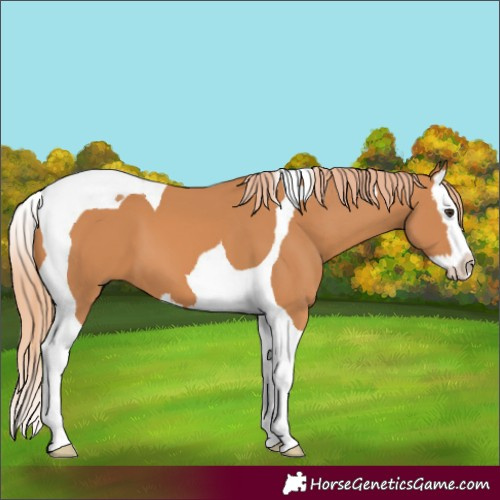 Horse Color:Chestnut Splash Tobiano 