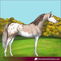 Horse Color:Bay Dun Splash Appaloosa 