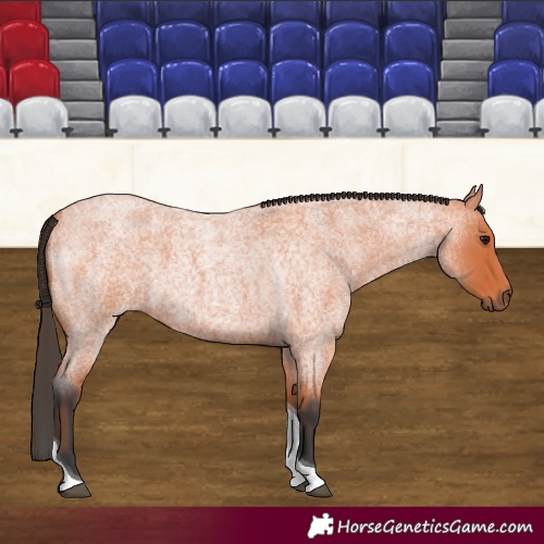 Horse Color:Bay Roan Tobiano 