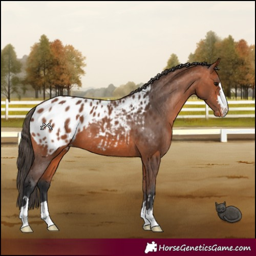 Horse Color:Bay Appaloosa 
