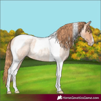 Horse Color:Gold Champagne Roan Tobiano Rabicano