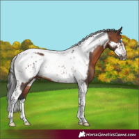Horse Color:Brown Tobiano Frame 