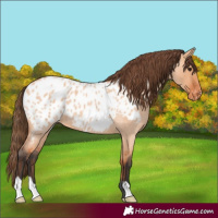 Horse Color:Bay Roan Dun Appaloosa