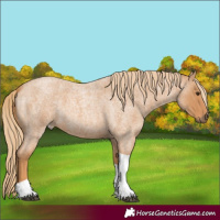 Horse Color:Red Roan Tobiano 