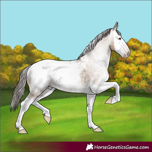 Horse Color:Gray Classic Champagne Dun Splash Snowcap 