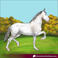 Horse Color:Gray Classic Champagne Dun Splash Appaloosa 