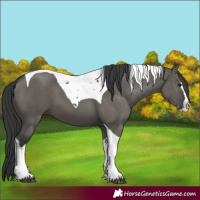 Horse Color:Grullo Splash Tobiano 