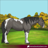 Horse Color:Grullo Splash Tobiano 
