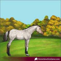 Horse Color:White Spotted Bay Roan Dun Rabicano 